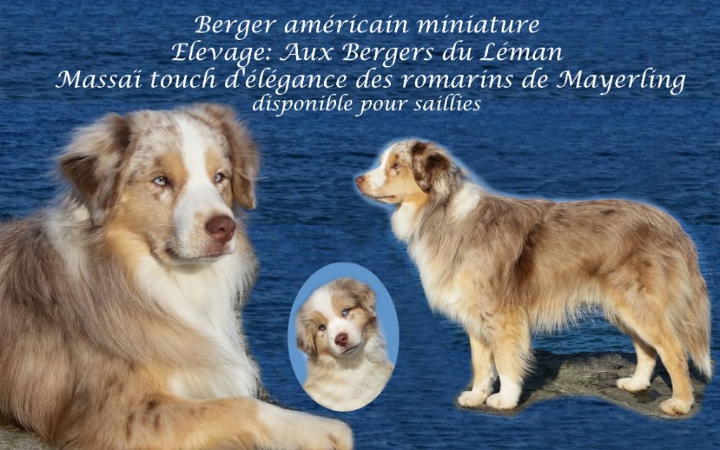 Les Berger Américain Miniature  de l'affixe Aux bergers du Léman
