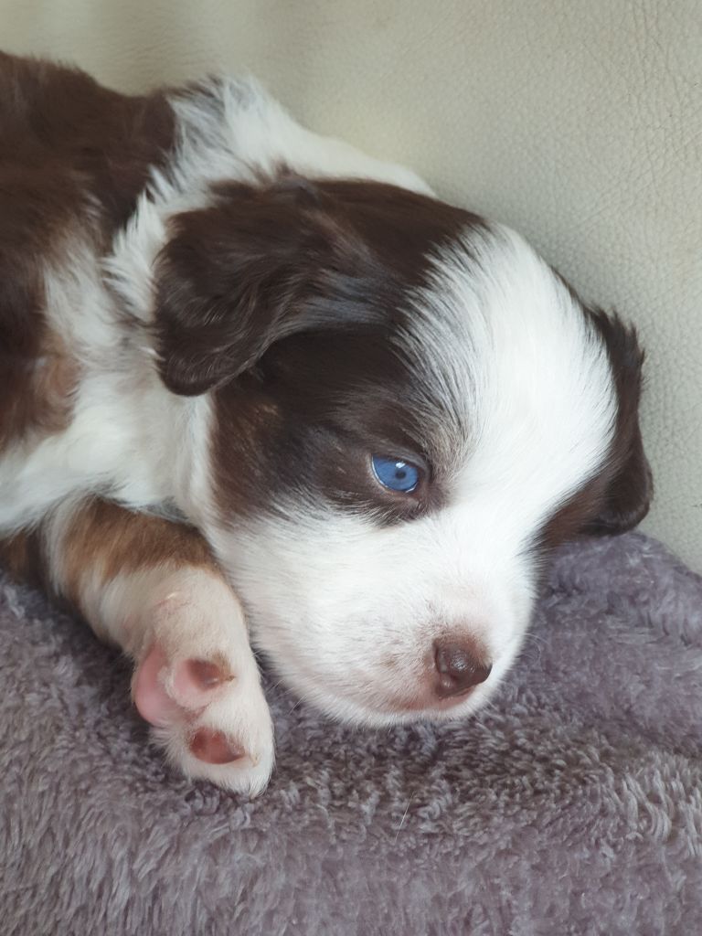 Aux bergers du Léman - LES CHIOTS ONT 1 MOIS 