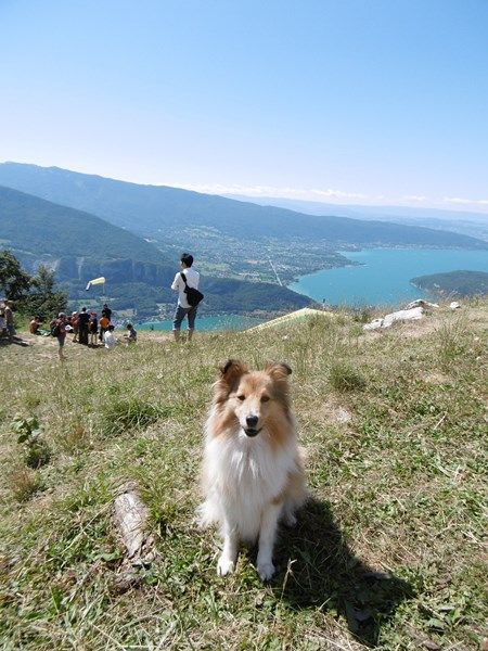 Aux bergers du Léman - ILOU à ANNECY