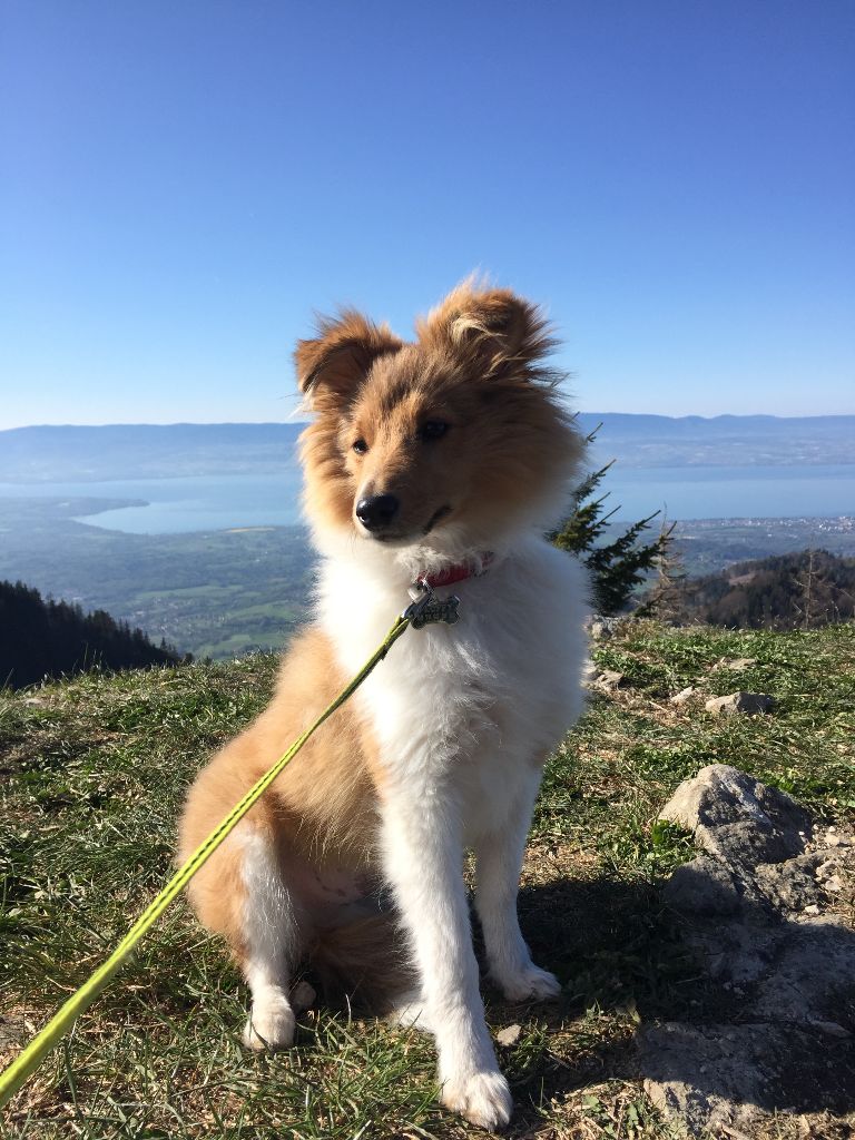 Aux bergers du Léman - DES NOUVELLES DE FLUFFY