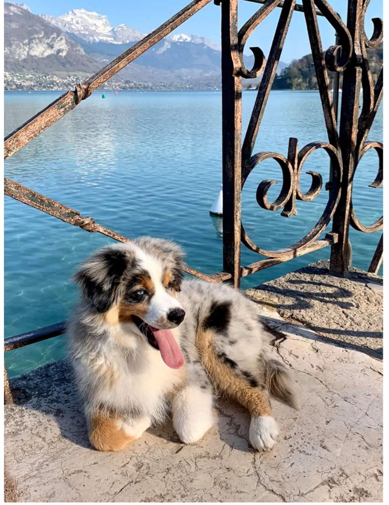 Aux bergers du Léman - Des nouvelles de Pago