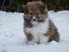  - LES CHIOTS JOUENT DANS LA NEIGE