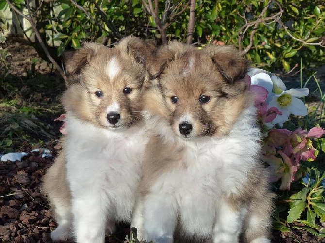 Aux bergers du Léman - NAISSANCE des CHIOTS FIN NOVEMBRE