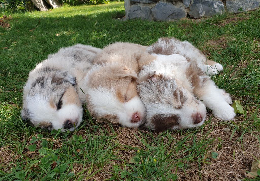 chiot Berger Américain Miniature  Aux bergers du Léman