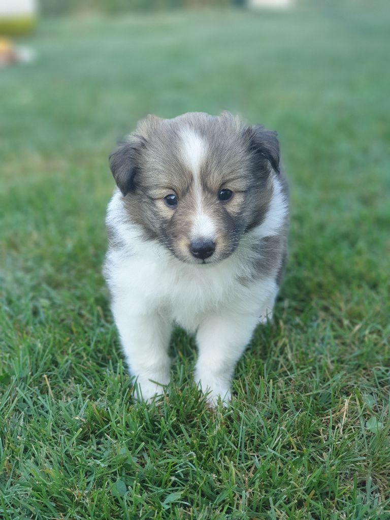 chiot Shetland Sheepdog Aux bergers du Léman