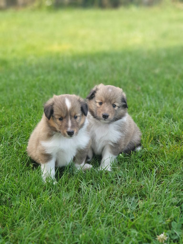 chiot Shetland Sheepdog Aux bergers du Léman