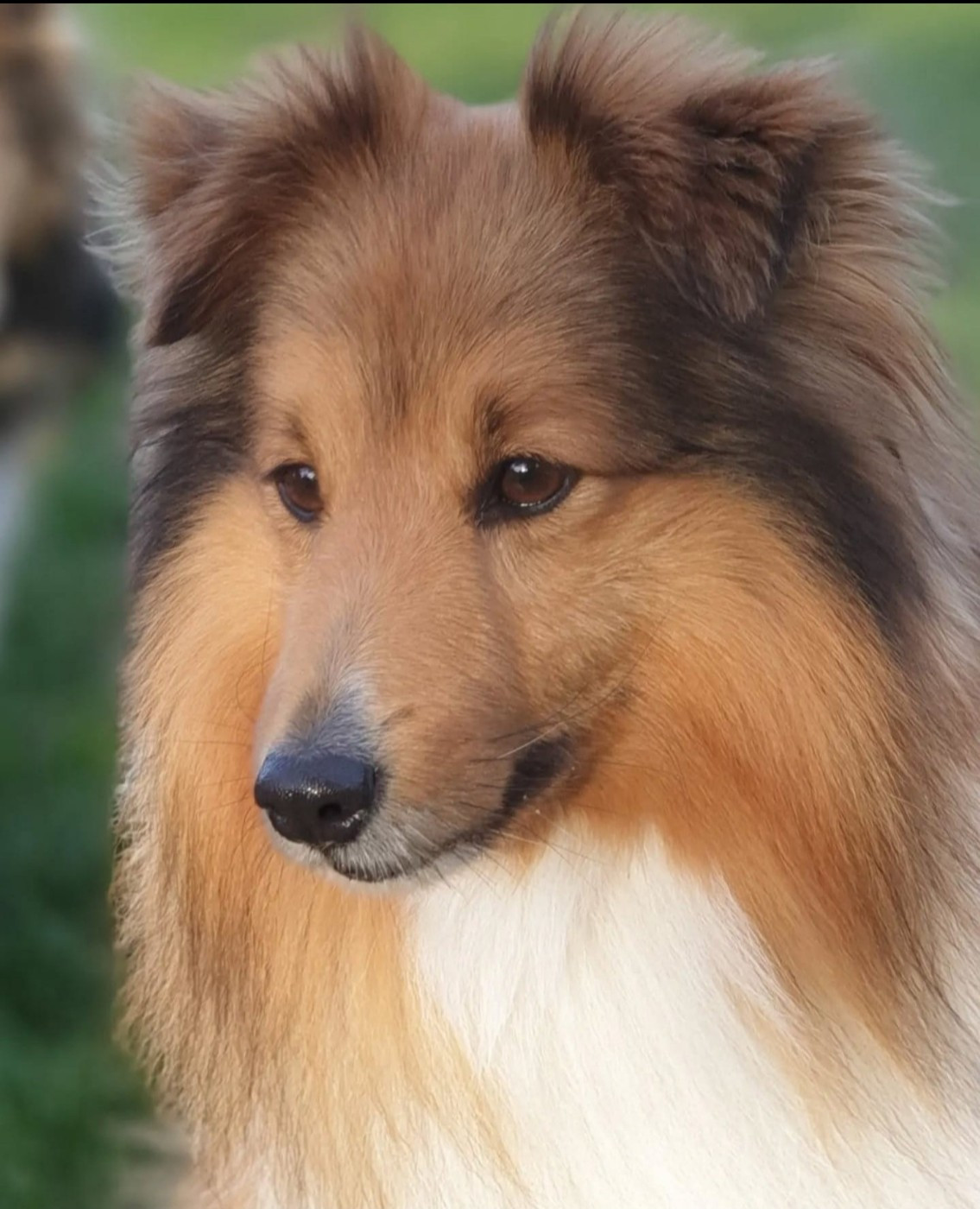 Des chiots Shetland prévus pour mi juin 2026