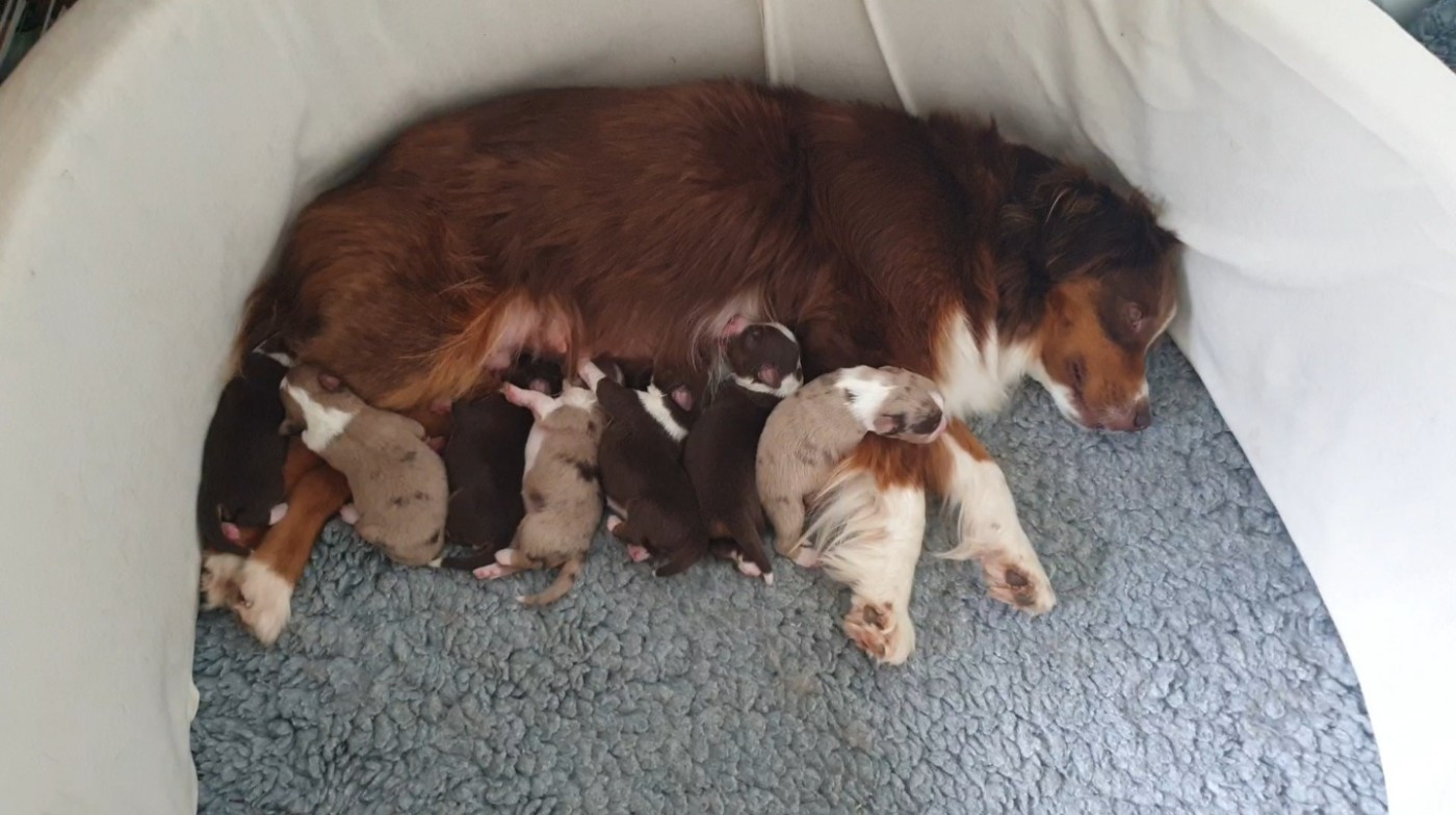Aux bergers du Léman - 7 chiots sont nés