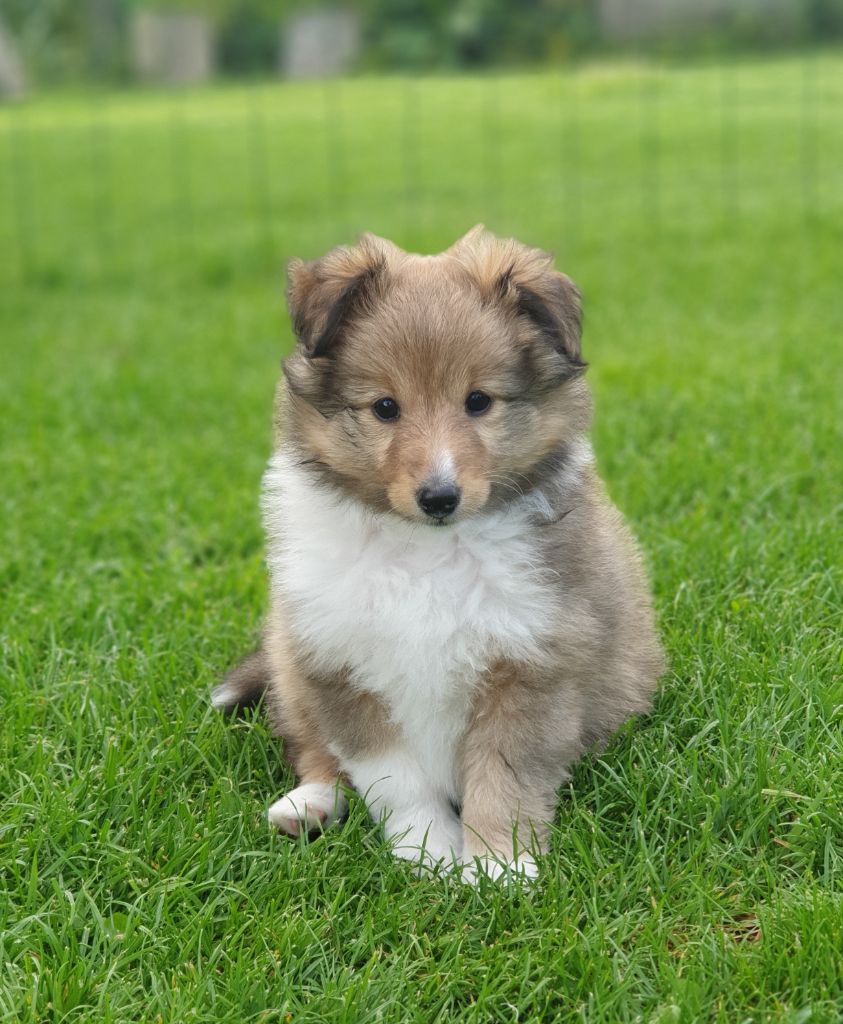 Bientôt des chiots Shetland
