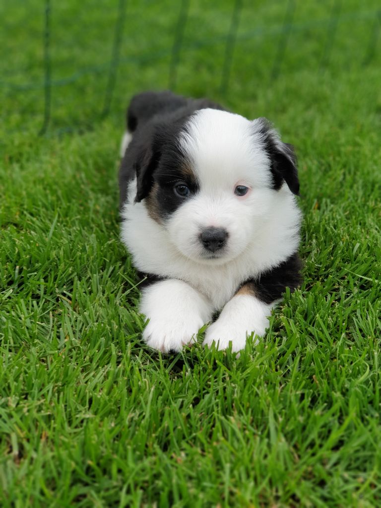 Dernier chiot disponible 