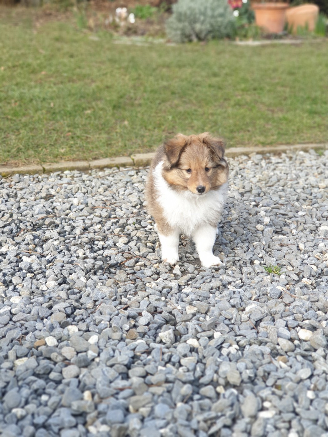 Aux bergers du Léman - Shetland Sheepdog - Portée née le 03/12/2025