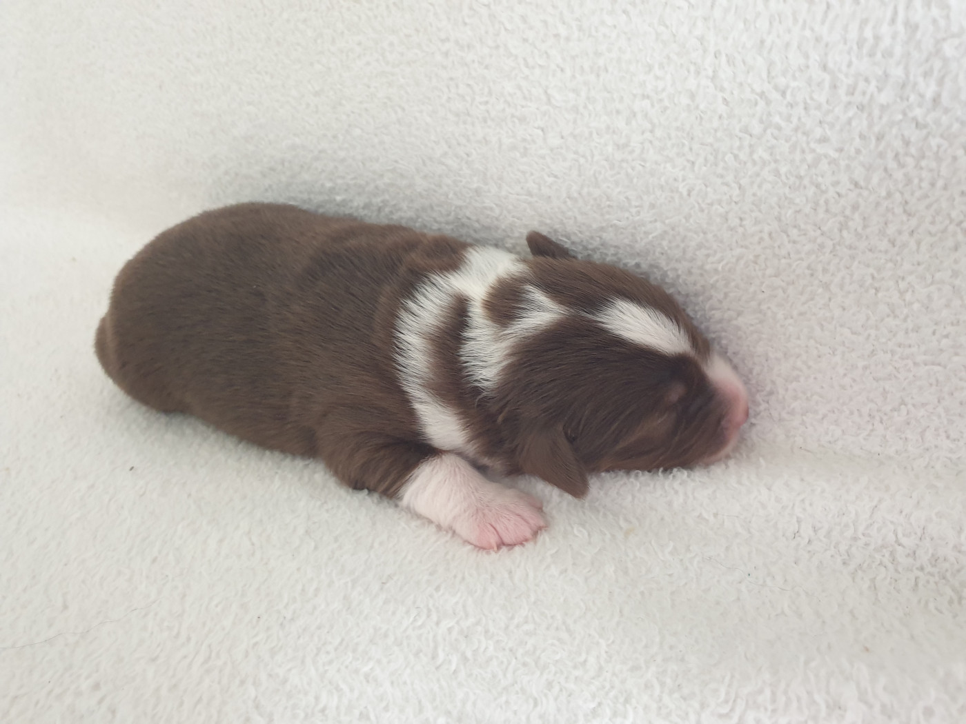 Aux bergers du Léman - Chiots disponibles - Berger Américain Miniature 