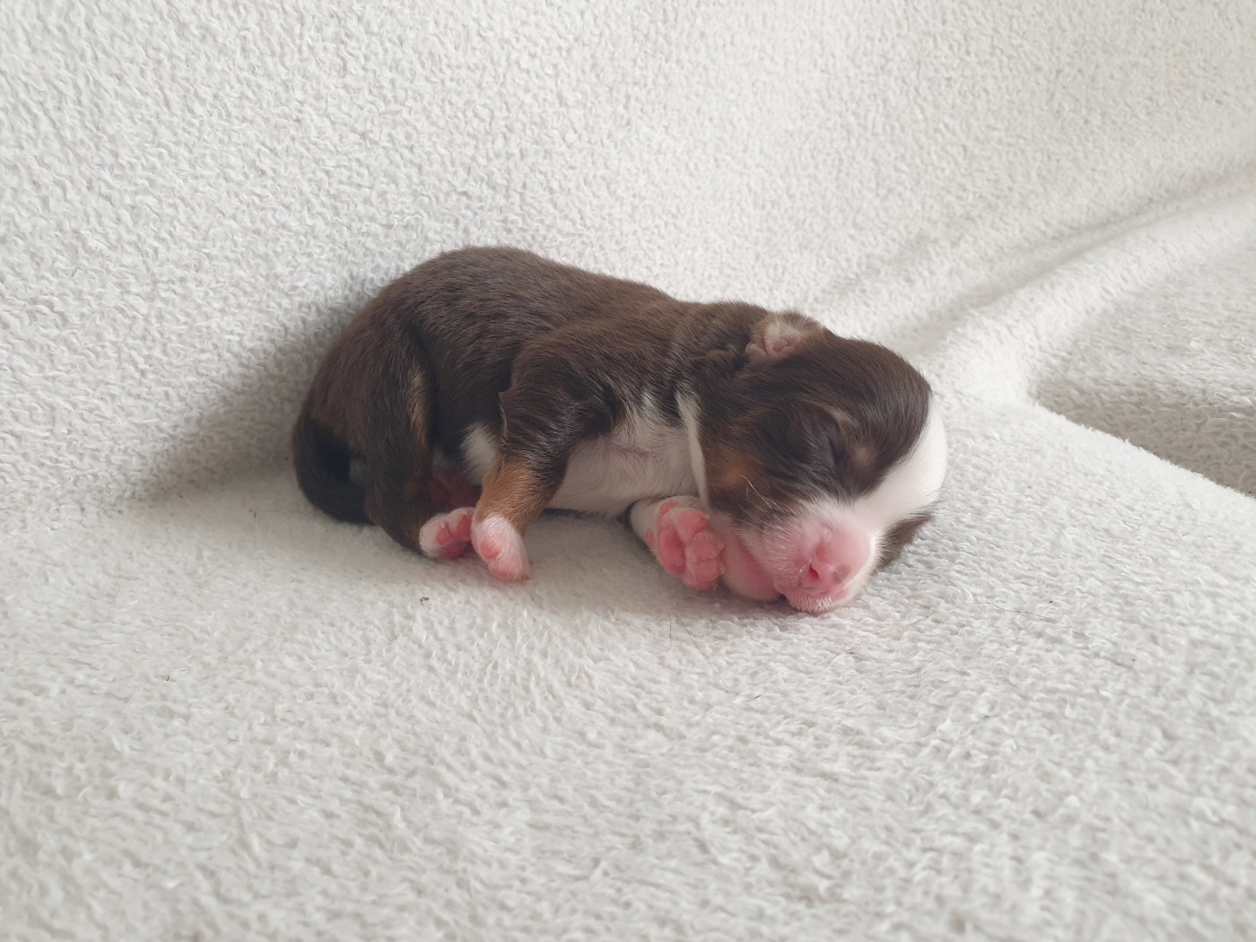 Aux bergers du Léman - Chiots disponibles - Berger Américain Miniature 