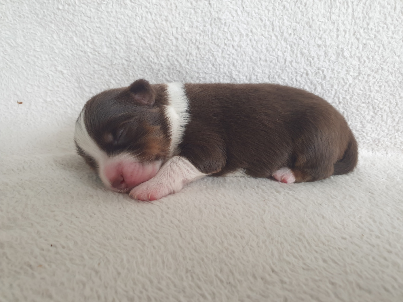 Aux bergers du Léman - Chiots disponibles - Berger Américain Miniature 