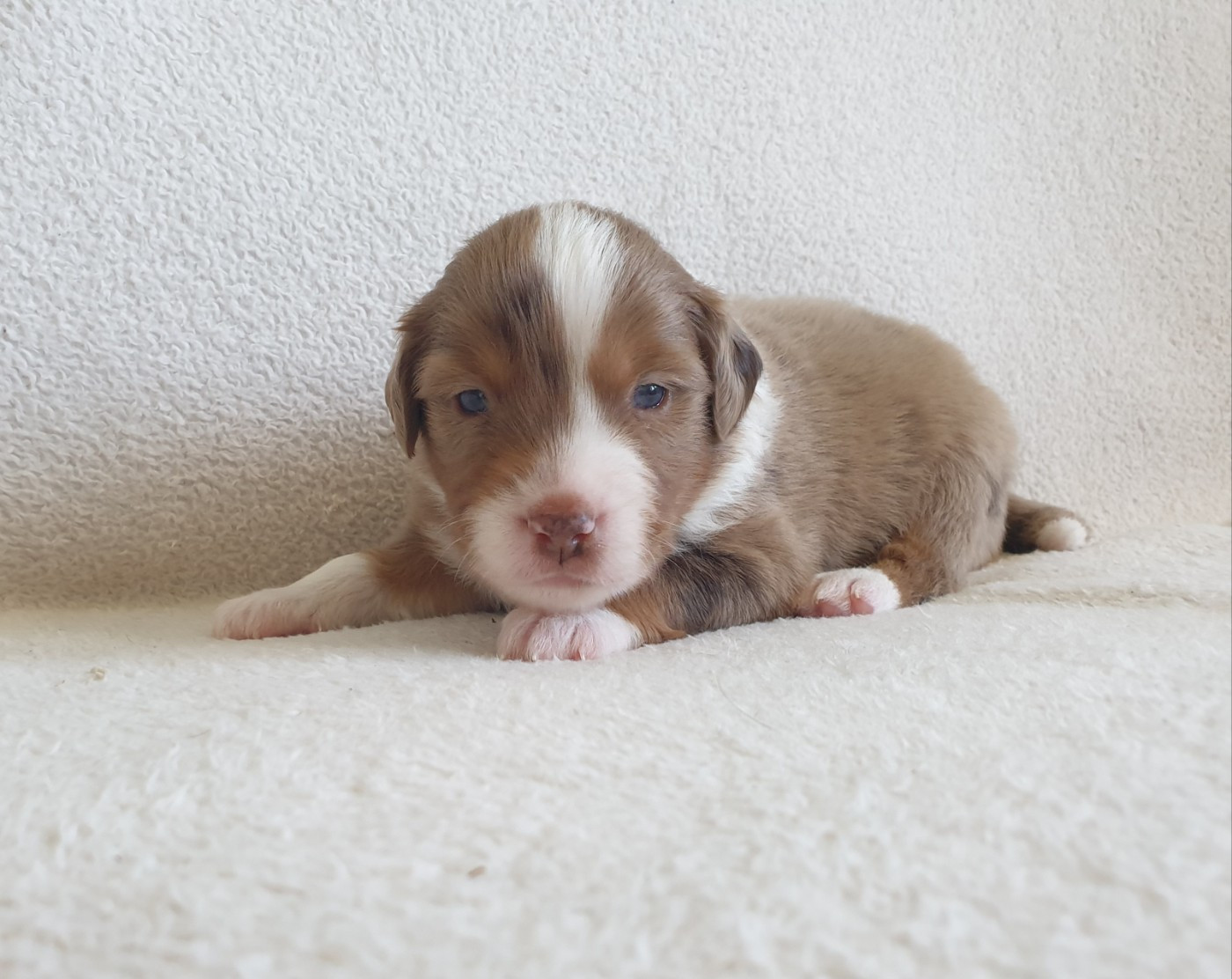 Aux bergers du Léman - Chiots disponibles - Berger Américain Miniature 
