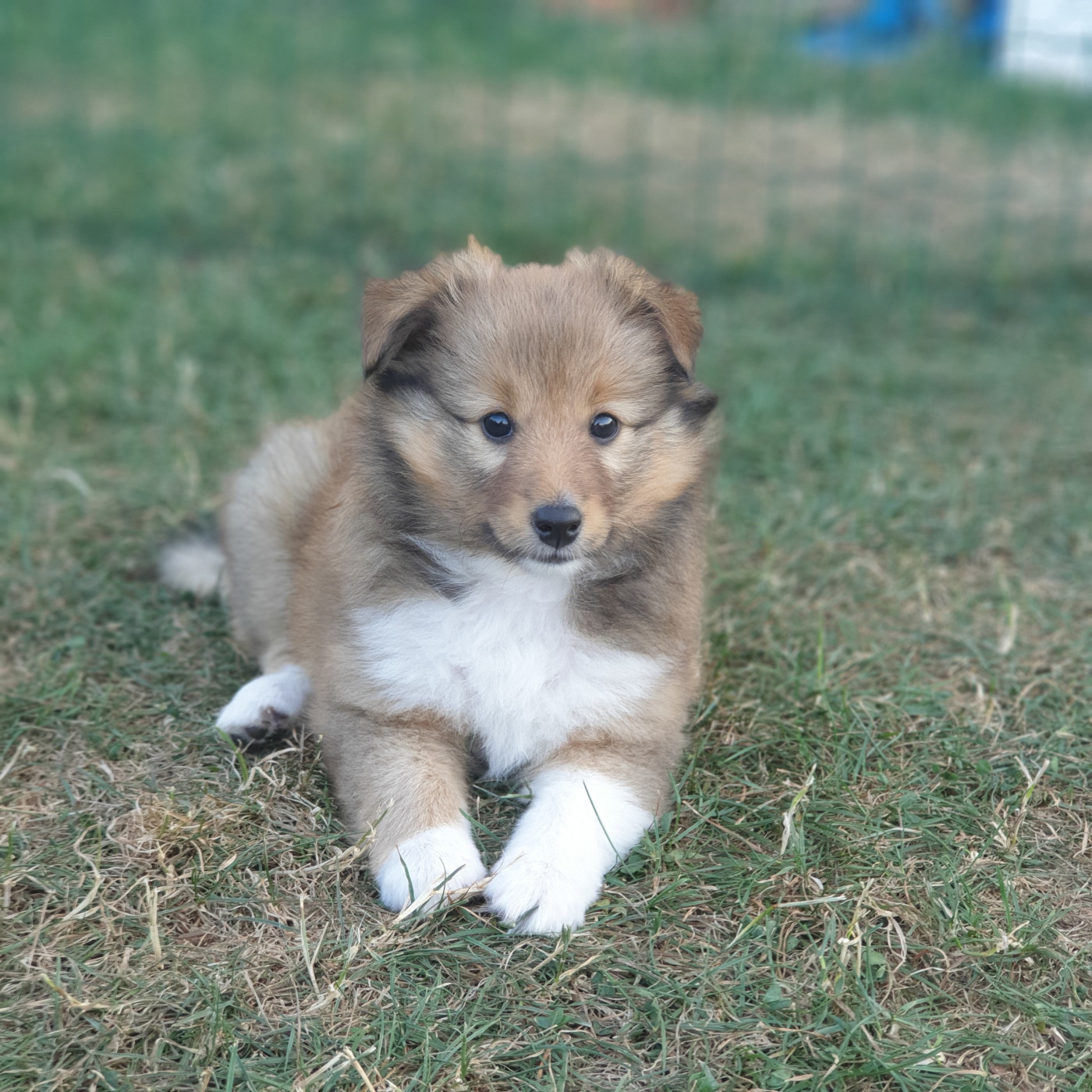 Aux bergers du Léman - Shetland Sheepdog - Portée née le 17/06/2026