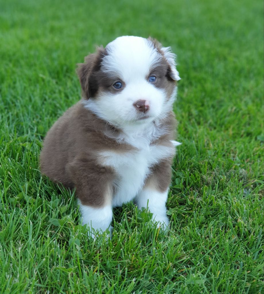 Aux bergers du Léman - Chiots disponibles - Berger Américain Miniature 