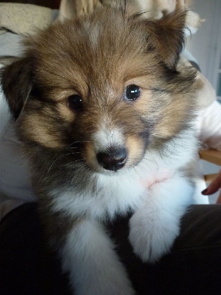 Aux bergers du Léman - Shetland Sheepdog - Portée née le 18/11/2016