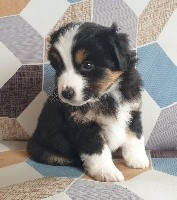 CHIOT