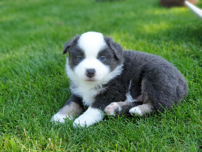 POGGY