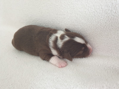 Chiot N°2