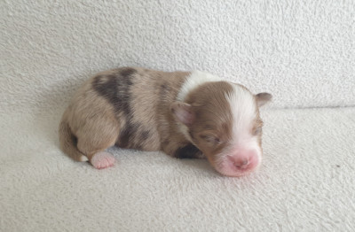 Chiot N°4