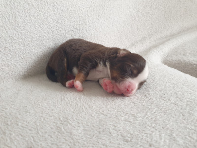 Chiot N°5