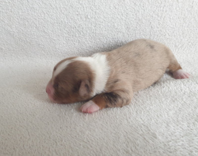 Chiot N°7