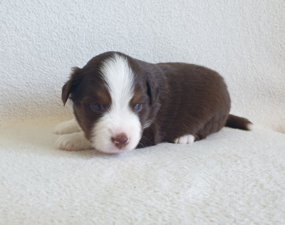 Chiot N°1