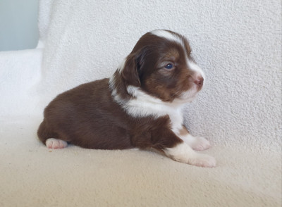 Chiot N°2