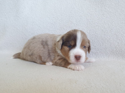 Chiot N°3