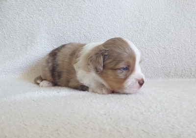 Chiot N°4