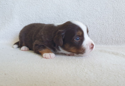 Chiot N°5