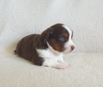 Chiot N°6