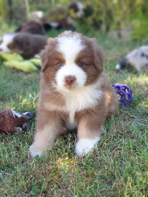 TEDDY 