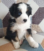 CHIOT