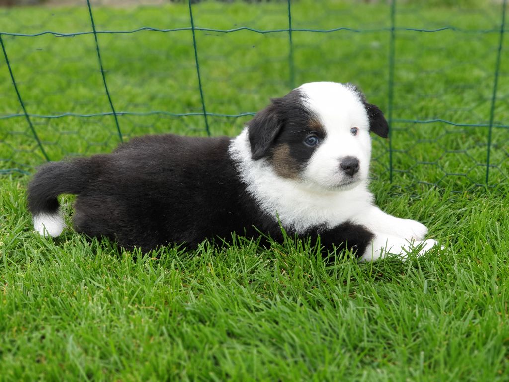 Aux bergers du Léman - Chiots disponibles - Berger Américain Miniature 